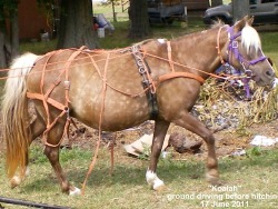 Wa-Full Koalahs Silver Fluff