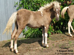 LP Painted Classic Bell