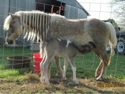 Little Jims Silver Bell