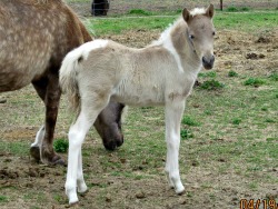 LP Painted Silver Bunny