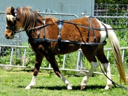 LP Painted FluerDeLis