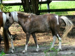 LP Painted StyleNcupid