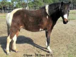 Buckeye WCF Classical Eclipse