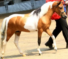 Buckeye WCF Classical Wizard