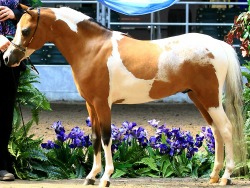 Buckeye WCF Classical Wizard