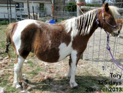 Cherry-Hill Olympic Victory