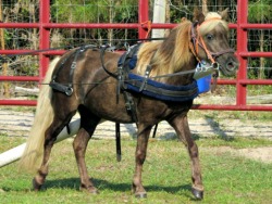 SNS Exotica's Crowning Glory