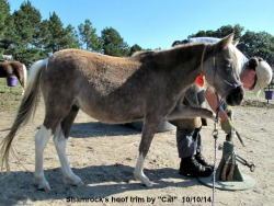 LP Painted ShamrockNsilver