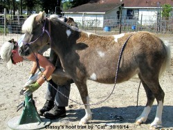 LP Painted Classic Bell