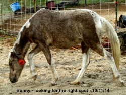 LP Painted Silver Bunny