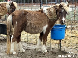 LP Painted SytleNrio