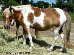 Cherry-Hill Olympic Victory