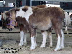 LP Painted StyleNrio