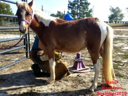 LP Painted FineNdandD