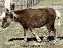 SNS Exoticas Crowing Glory