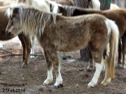 LP Painted ShamrockNsilver