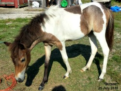 LP Painted K Blitzen W