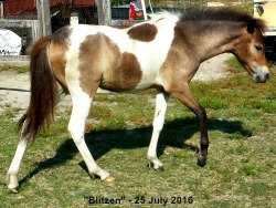 LP Painted K Blitzen W 