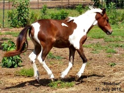 LP Painted Riddle Me W