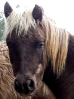 Ami - SNS Exotica’s Crowning Glory