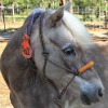 Little Jims Silver Bell