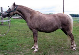 Little Jim's Bit of Silver