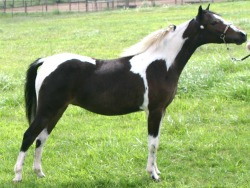 Dynamics Cherishthemoment