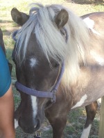 Classy - LP Painted Classical Bell