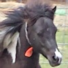Echo - 2013 stallion