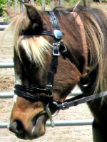 Flower - LP Painted Fleur De Lis