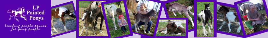 LP Painted Ponys - Foals