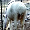 RQ shot - Kechi - ASPC cremello mare