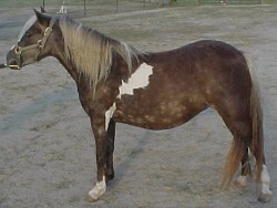 Wa-Full Koalahs Silver Fluff