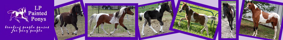 Stallions at LP Painted Ponys