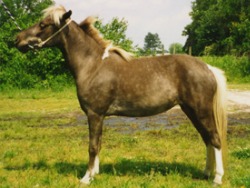 LP Painted StuffNpuf