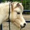 Showmans Buckwheat H