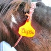 Braided collar - Clipse