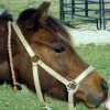 hay string braided collar
