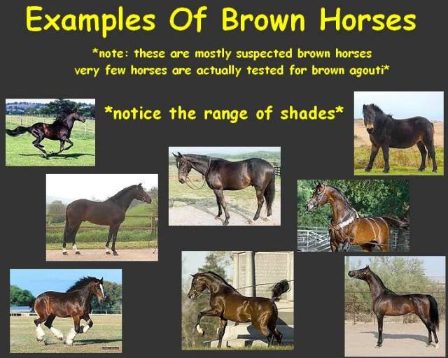 Examples of dark bay horses