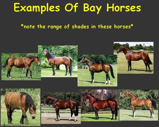 Example Bay in horses