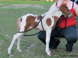 LP Painted Chyllydown W