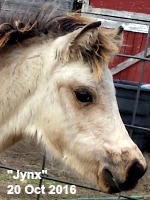 LP Painted Krml Jynx T