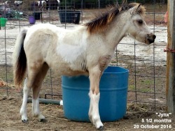 LP Painted Krml Jynx T