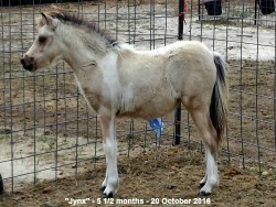 LP Painted Krml Jynx T