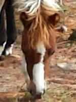 LP Painted Chyllydown W