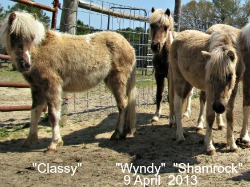 3 daughters - Classy, Wyndy & Shamrock