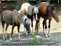 3 Sons - Cupid, Rocket, Comet