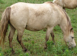 Showman's Buckwheat H