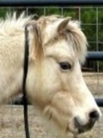 Showman's Buckwheat H