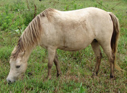 Showman's Buckwheat H